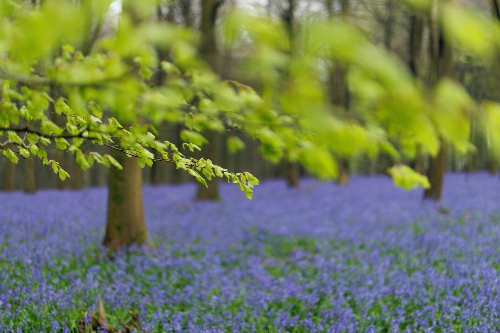 English bluebells are under threat (Getty)