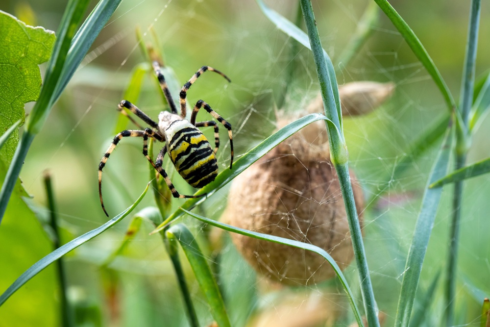 Expect to see more wasp spiders as they make a home in our warmer climate (AFP/Getty)