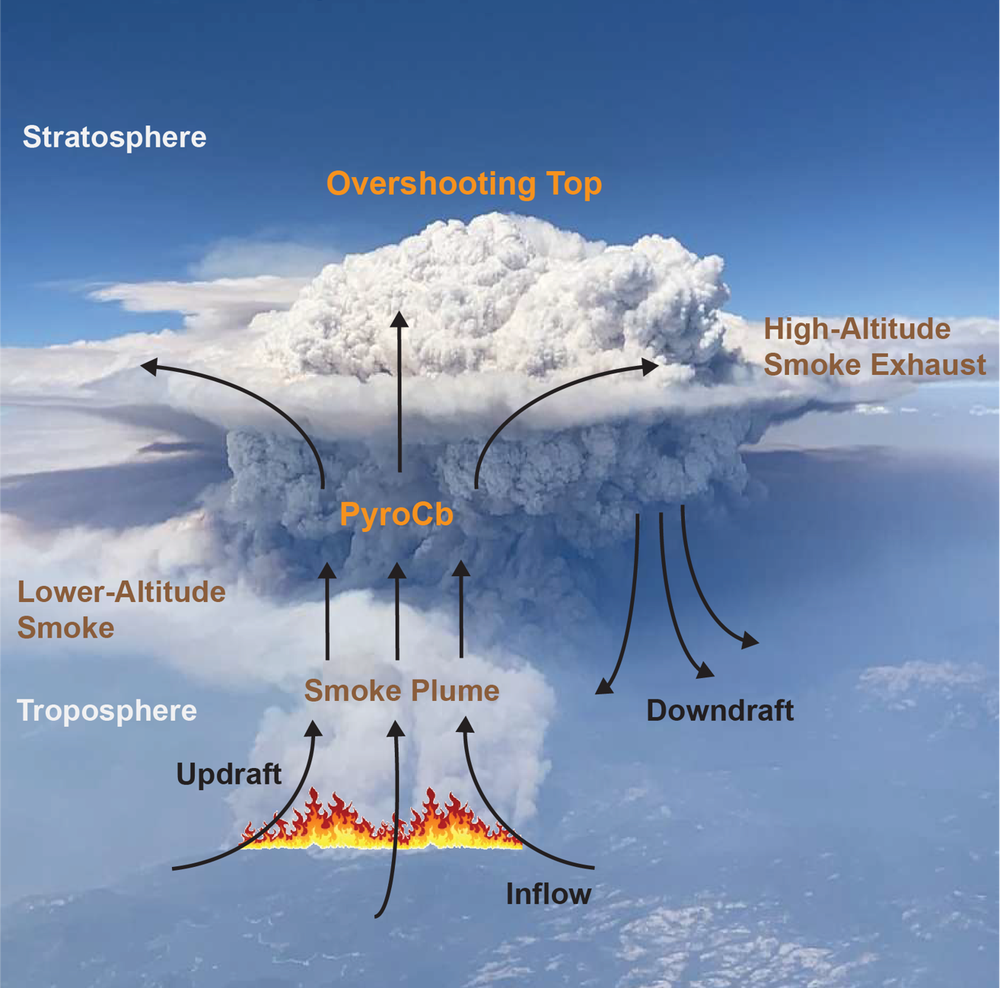 This graphic image shows how smoke from a wildfire helps moisture in the atmosphere condense into a cloud known as a pyrocumulonimbus (NASA's Earth Science Project Office)
