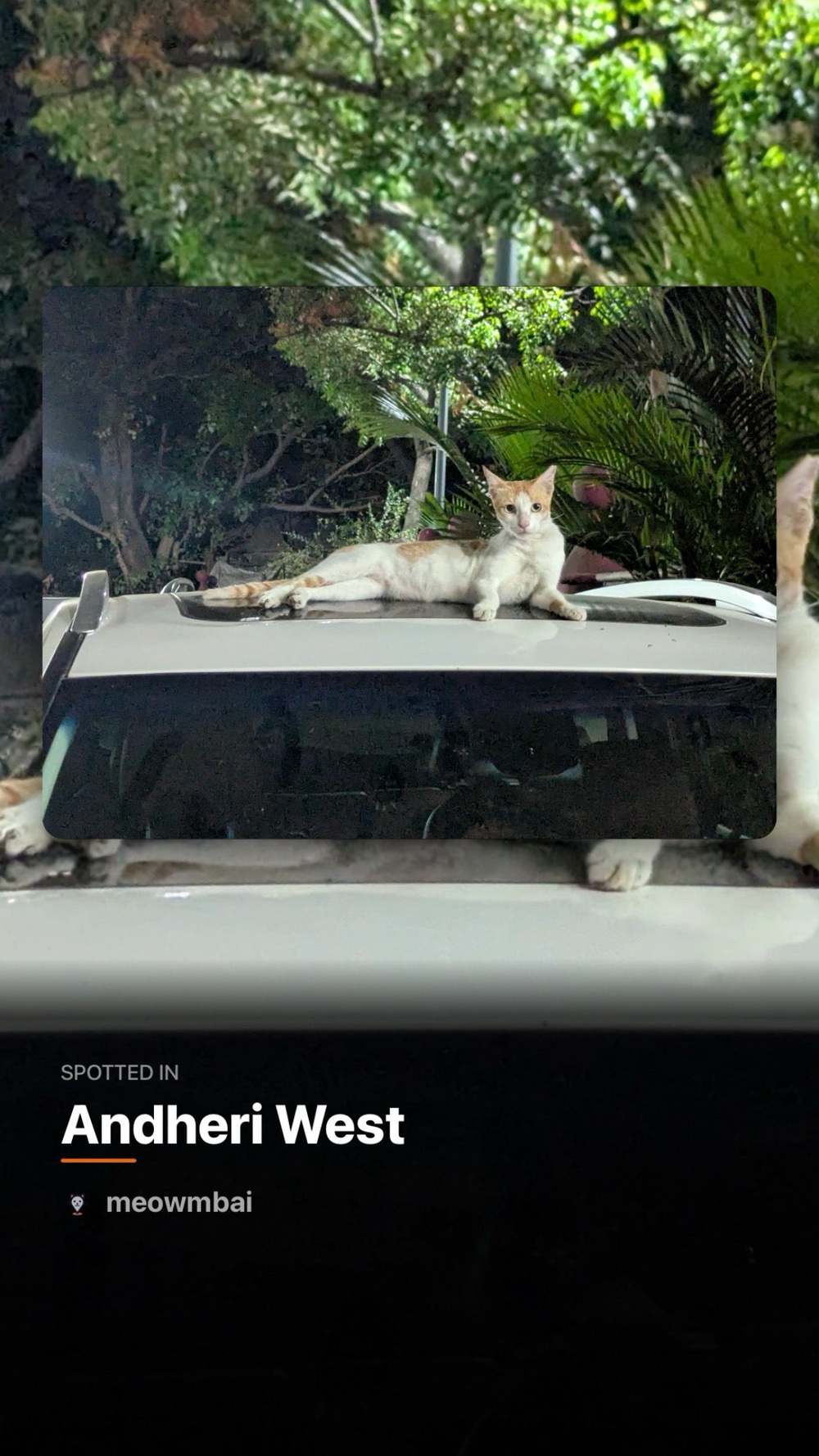 Sudarshan Birla he ‘would love to see people come to Mumbai and spend a weekend getting to know these cats’ (Supplied)