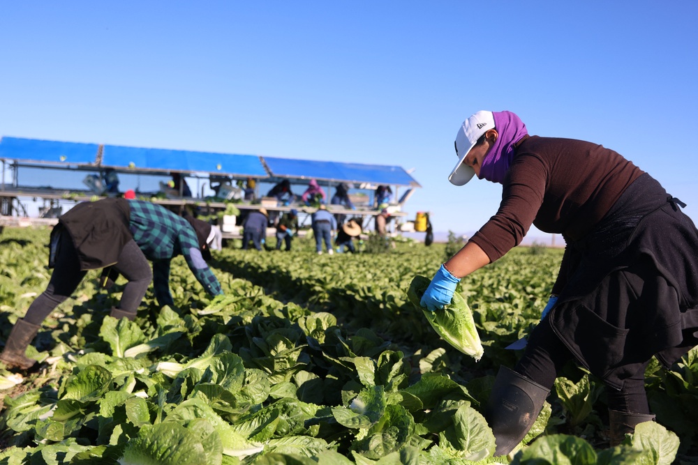 Late last week, the FDA walked back a claim that a sample of lettuce supplied by Taylor Farms de Mexico tested positive for the diarrhea-causing parasite, calling that initial result a ‘false positive’ (AFP/Getty)