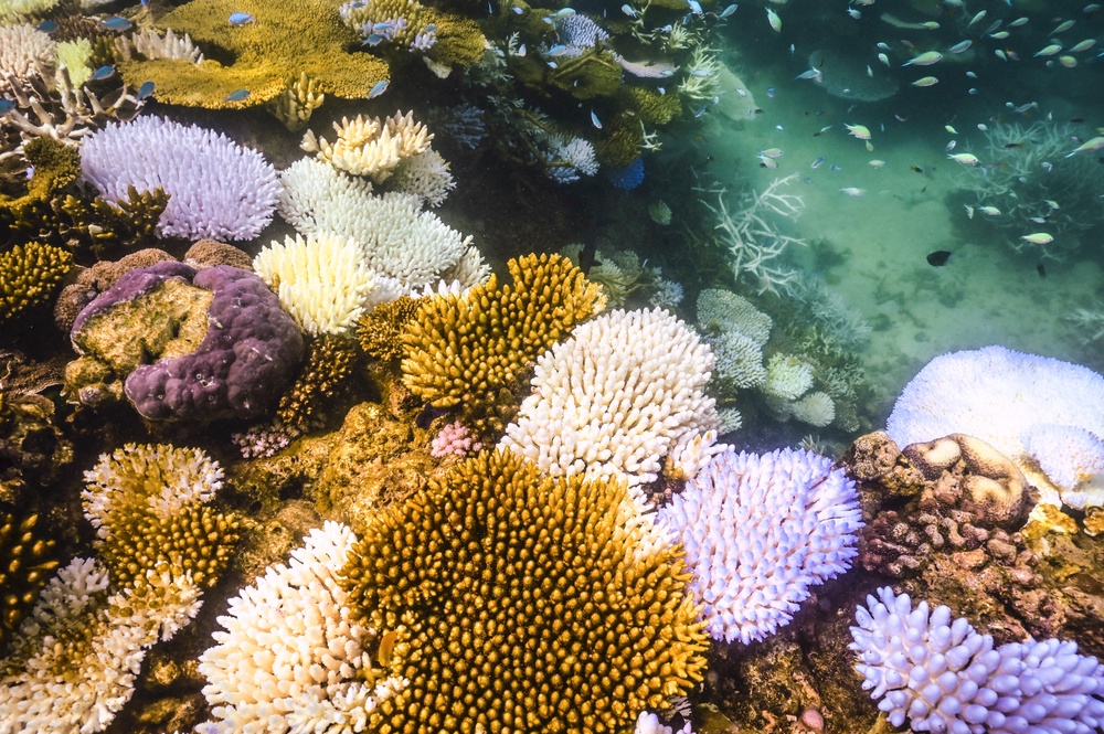 Bleached and dead coral around Lizard Island on the Great Barrier Reef (AFP/Getty)