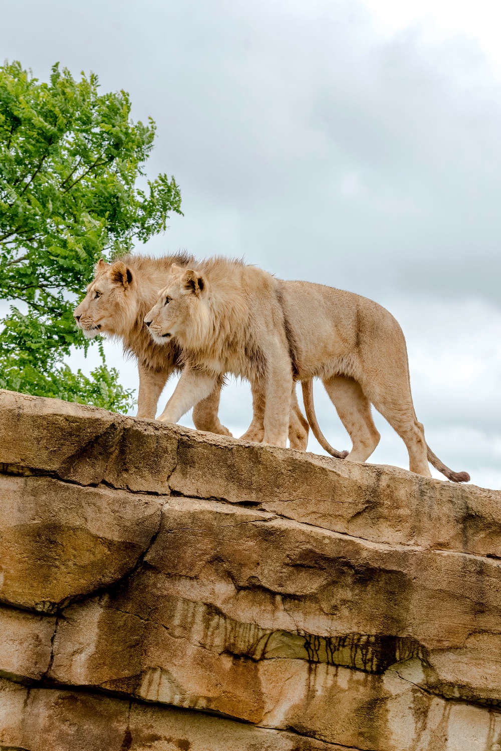 They came to Belfast from Zoo de La Boissiere du Dore in western France last week and appeared to the public on Friday