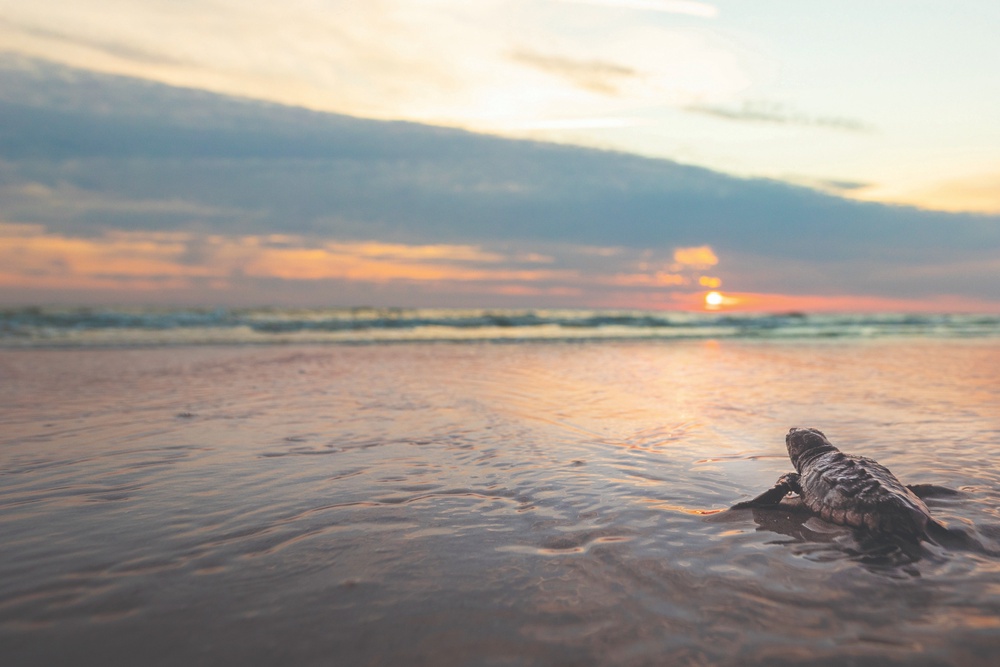 Hilton Head Island is home to a wide variety of wildlife, including turtles that nest in the sand dunes (Visit Hilton Head)