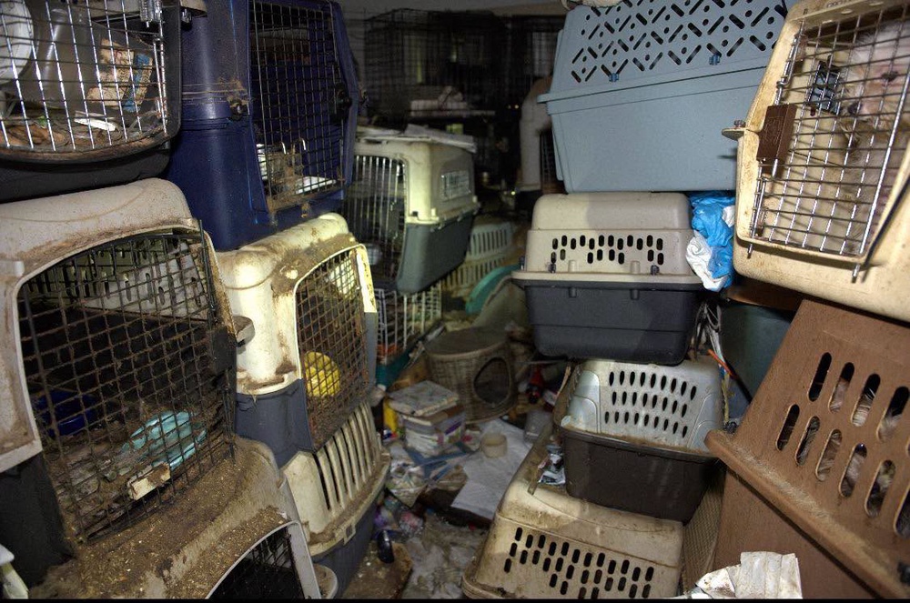 Eighty cats have been rescued from the home of a mail carrier who collected strays along her route (Martin County Sheriff's Office)