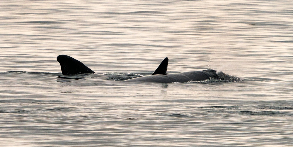 A pair of North Atlantic right whales, believed to be a mother and calve, swim in the waters of Cape Cod Bay on April 14, 2019, near Provincetown, Massachusetts (AFP via Getty Images)