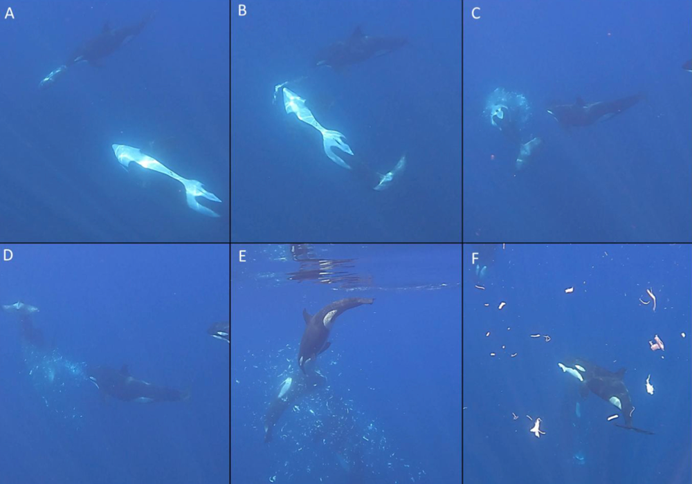 Male orca rams onto sharp-tail sunfish as female holds the fish in its mouth (Frontiers in Ethology (2026))