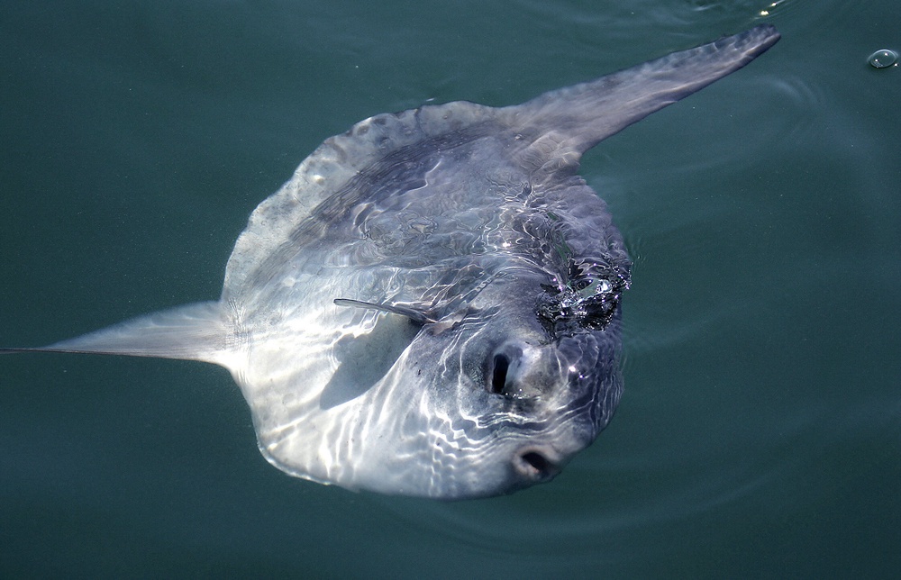 An Ocean Sunfish (mola mola) swims to the surface (AFP/Getty)