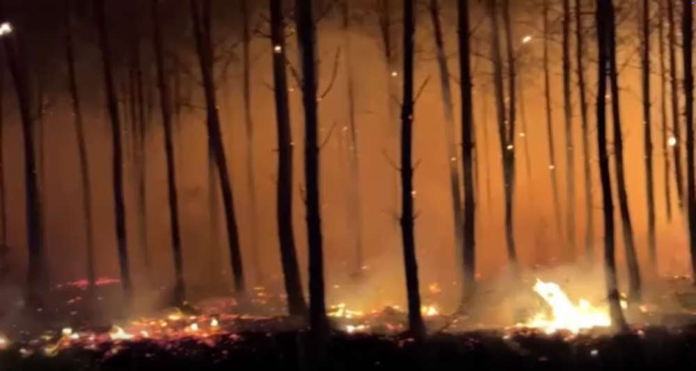 A forest fire near Bordeaux (Reuters)