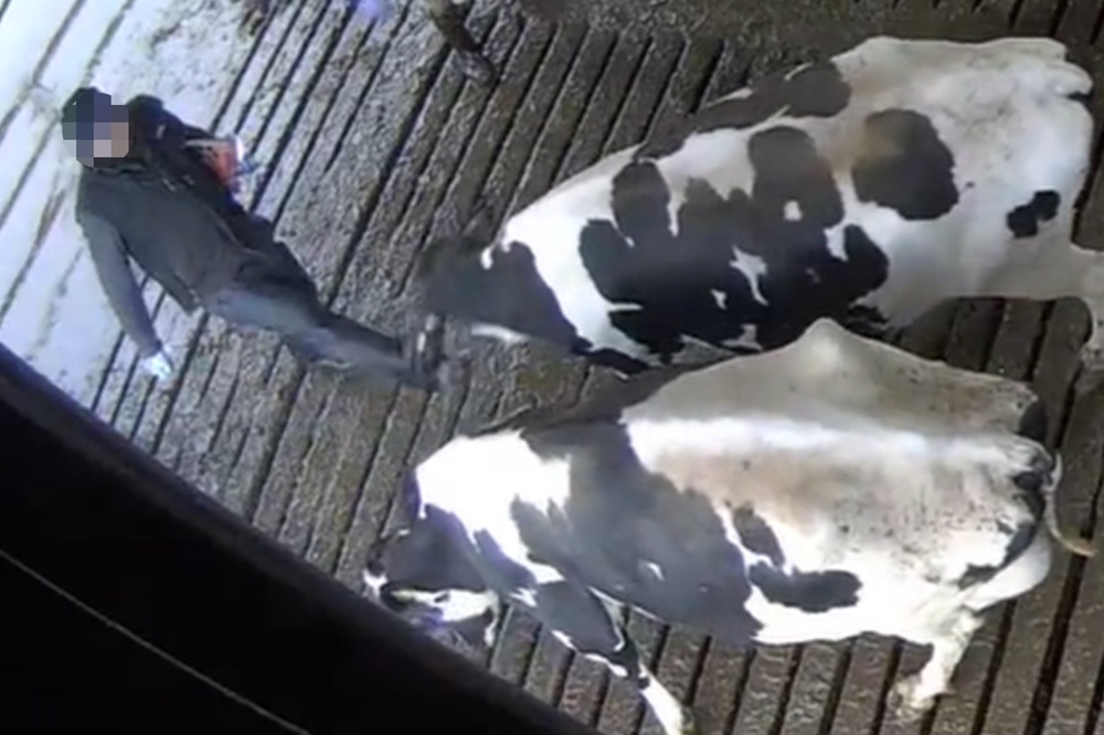 Cameras caught a man kicking a cow in the face (Joey Carbstrong)