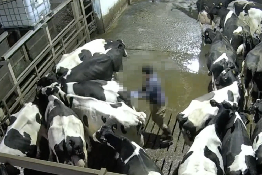 A worker uses a sharp goad, causing pain as he prods cows (Joey Carbstrong)