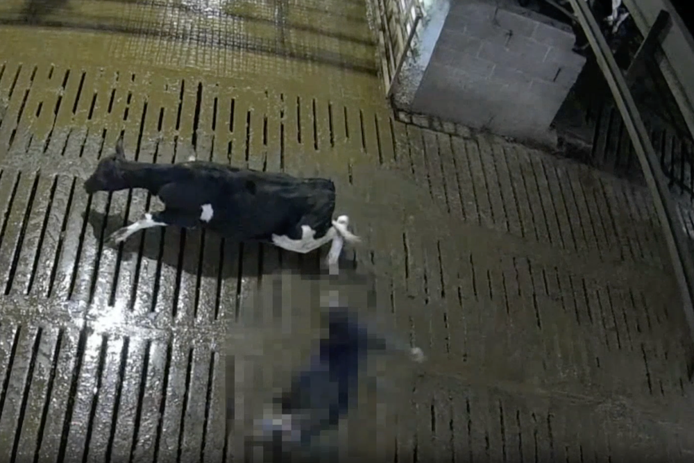 A cow slips on the floor as a farm worker kicks her (Joey Carbstrong)
