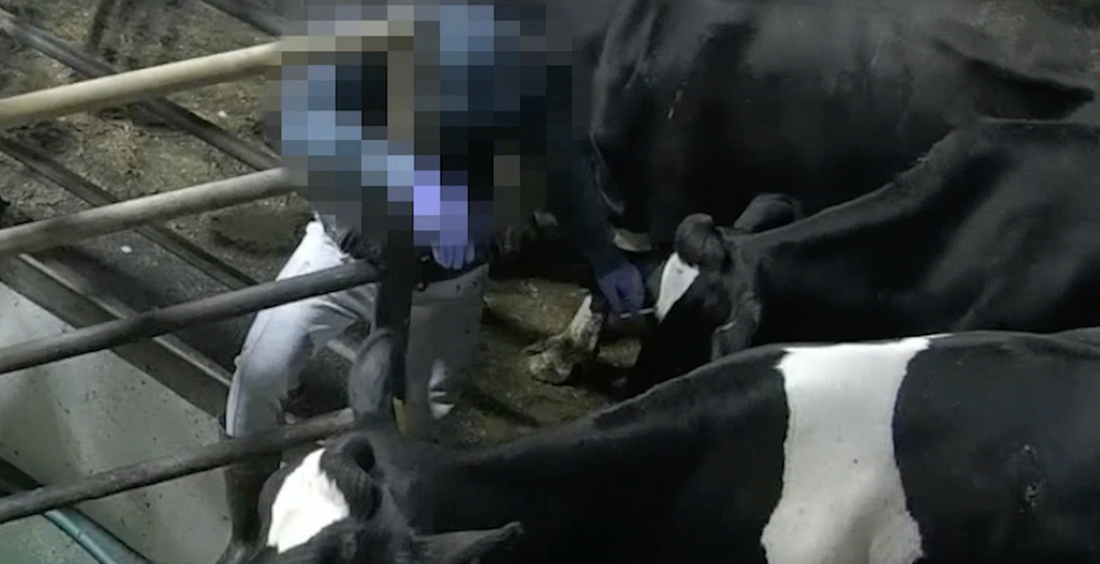 A worker ran a cigarette down a cow's face (Joey Carbstrong)