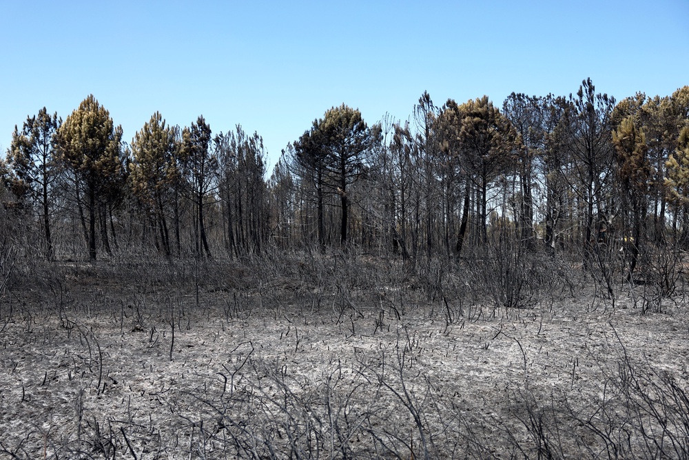 The landscape has been left scorched by the fire (AFP/Getty)
