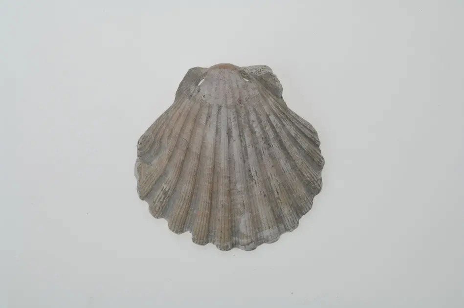 A pilgrim shell found at the Västerhus cemetery (Christer Åhlin/Historiska Museet)