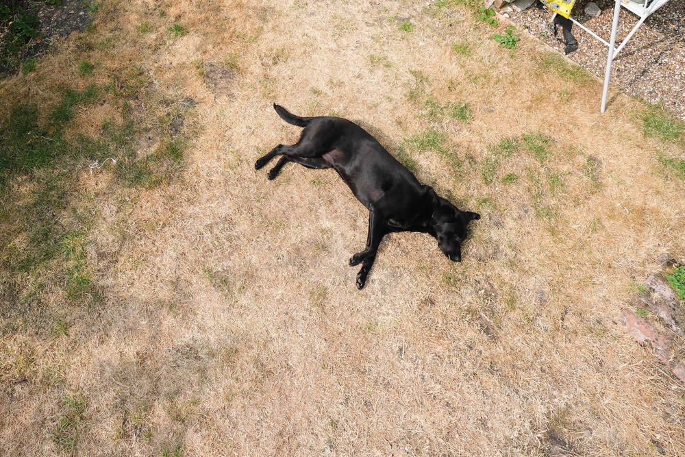 Sully, a Labrador, lies on scorched grass in a garden in the village of Bishop’s Itchington in Southam, Warwickshire (Jacob King/PA) (PA Wire)