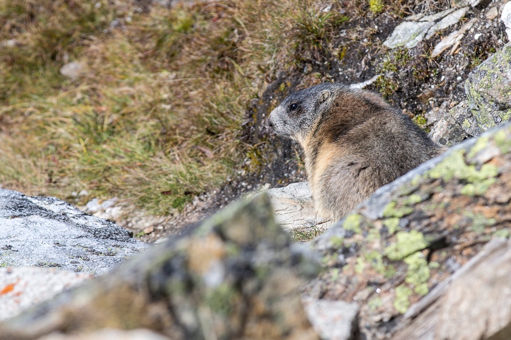 Animals including marmots could be impacted by the Tour's visit (Getty)
