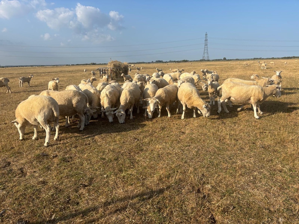 Mr Wright said the animals at his farm are already having to be given their winter food because there isn’t enough grass for them to eat (Supplied)