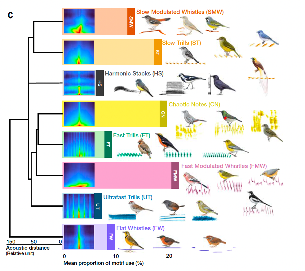 The eight different birdsong motifs (Cornell Lab of Ornithology/Science 2026)