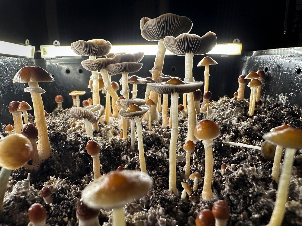 Psilocybin mushrooms stand ready for harvest in a humidified ‘fruiting chamber’ in the basement of a private home on July 28, 2023 in Fairfield County, Connecticut (Getty)