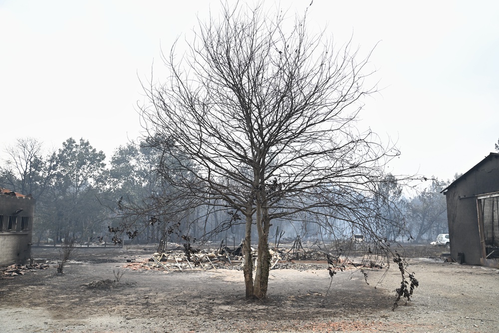 A burned tree is seen near Lacanau, in the Lege-Cap-Ferret region, southwestern France (AP)