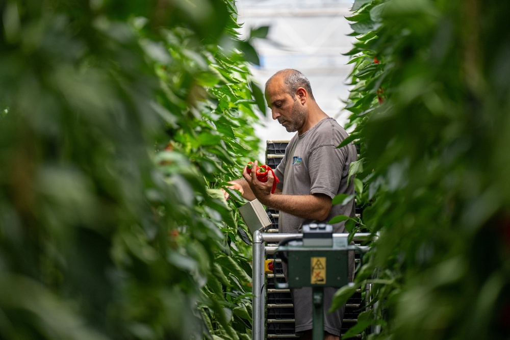 A Thanet Earth worker checking peppers (PA)