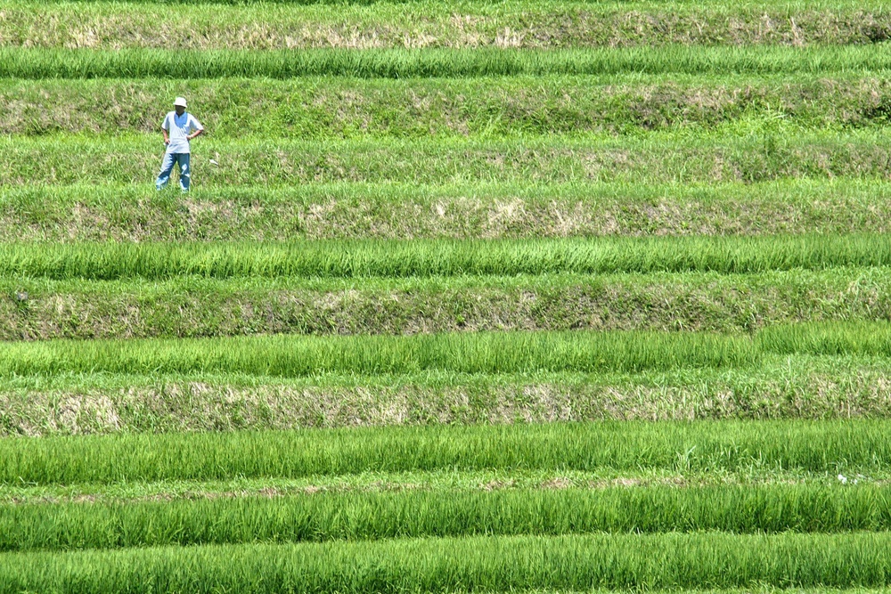 A farmer in a terraced paddy field in Asuka, Japan (AFP/Getty)