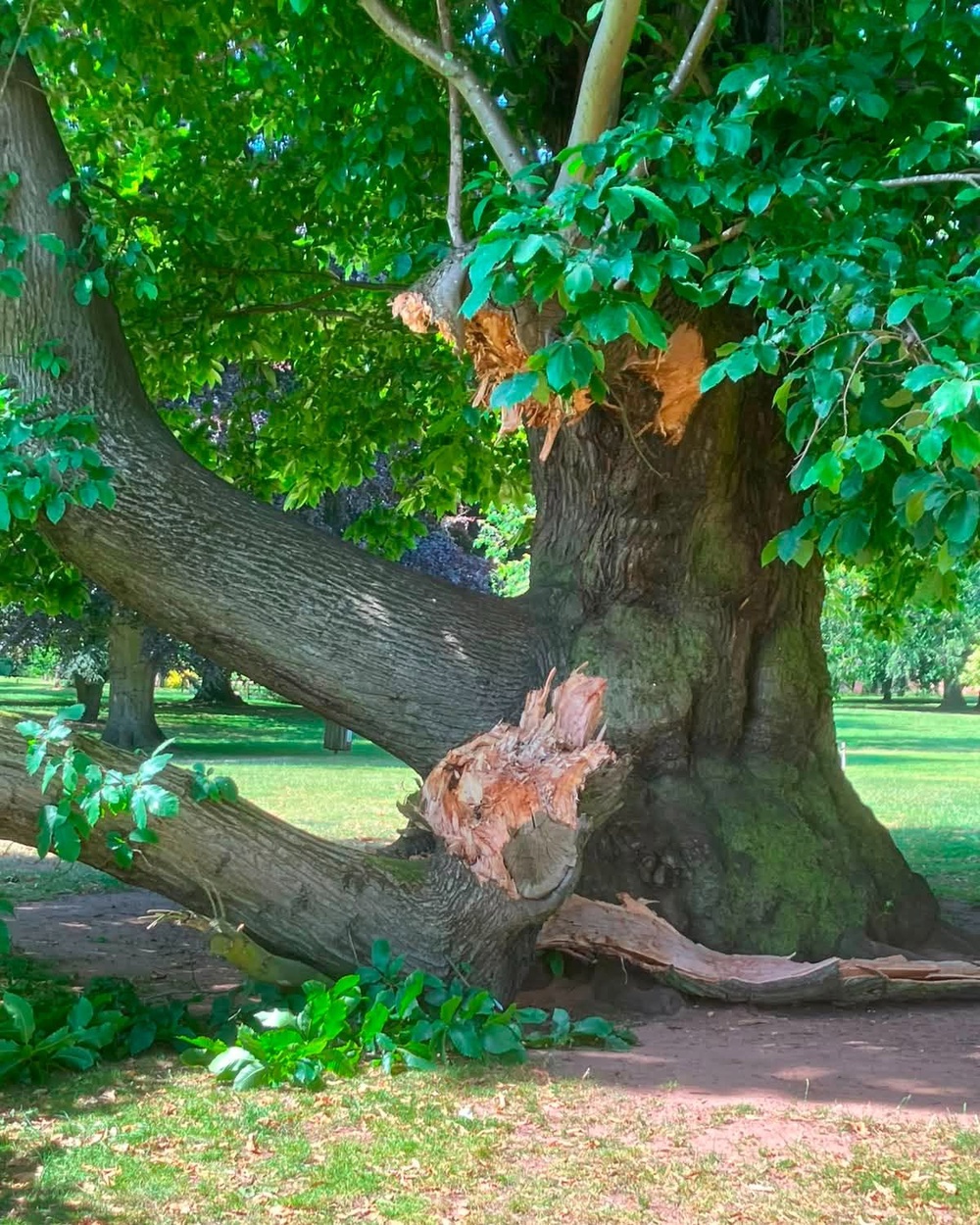 The park has seen a number of trees drop branches due to the heat (Facebook/ Normanby Hall Country Park)