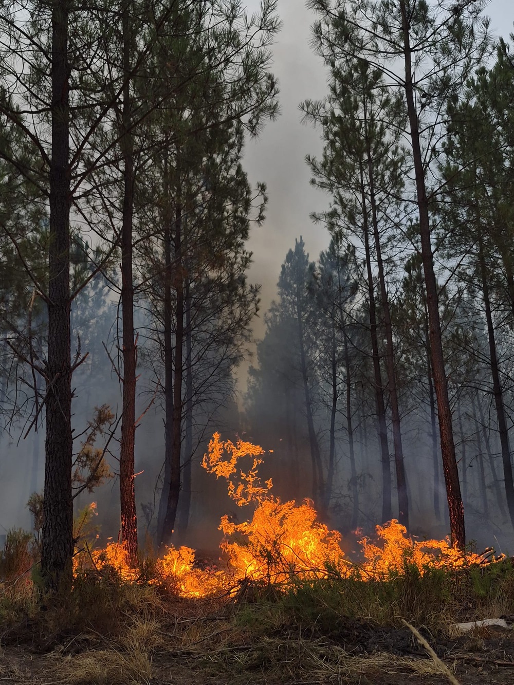 Fires continue to spread across the Gironde region, forcing residents from their homes and jobs (Esteban de Riberolles)