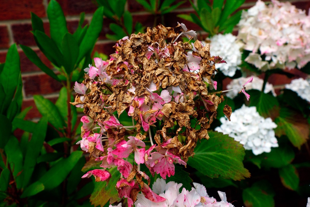 Instead of sprinkling some drops of water over the leaves, go closer to the roots (PA)