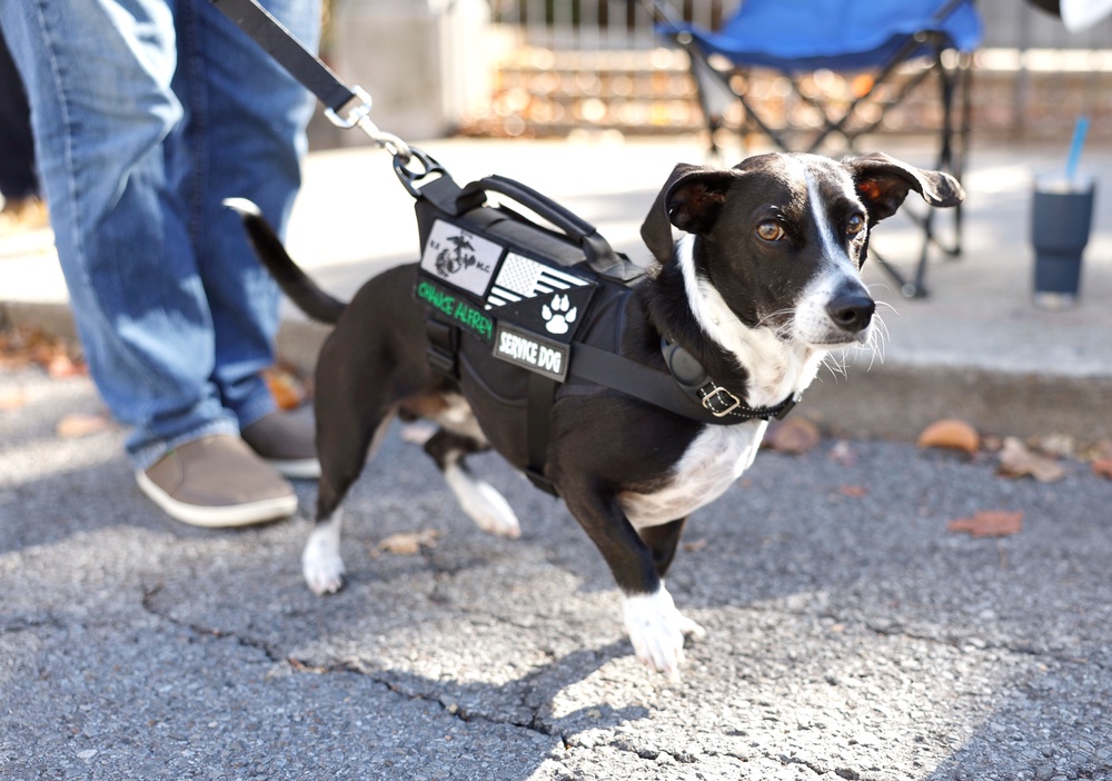 Service Animals are trained to perform a task directly related to a person’s disability, according to the ADA (Getty Images)