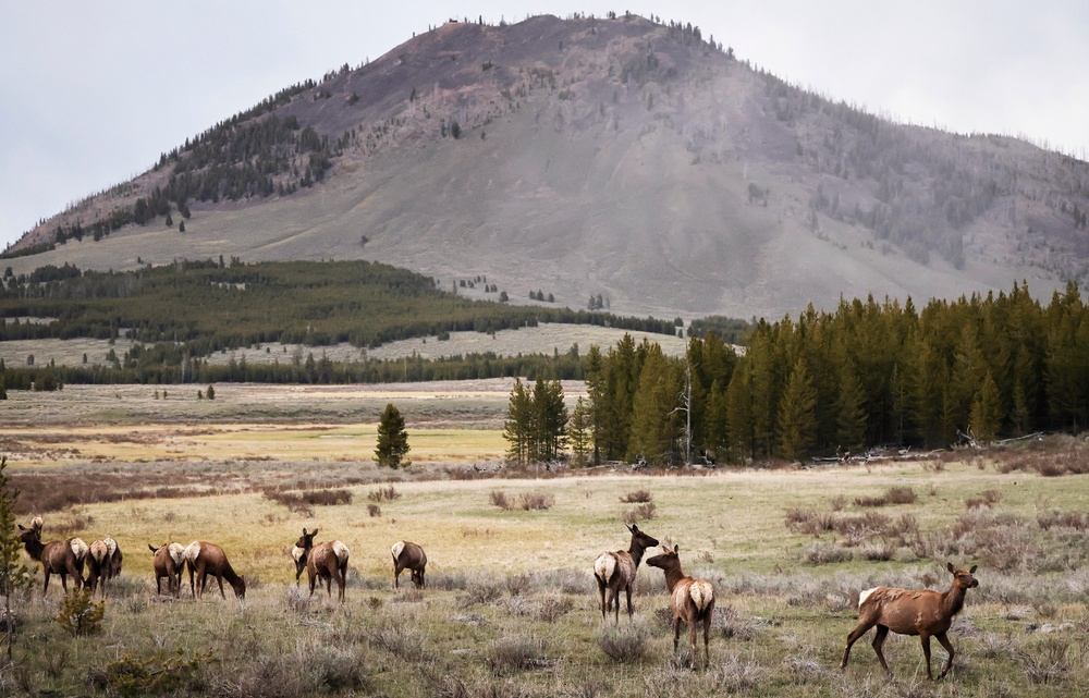 If you aren’t planning on visiting North Dakota anytime soon, there are dozens of other national parks to choose from, including the famed Yellowstone National Park (Getty Images)