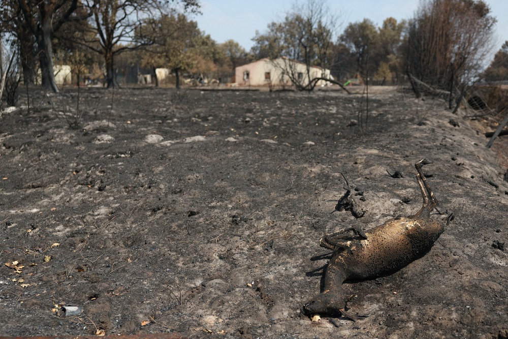 Habitats in Andernos-les-Bains, 40km from Bordeaux, were razed (AFP/Getty)