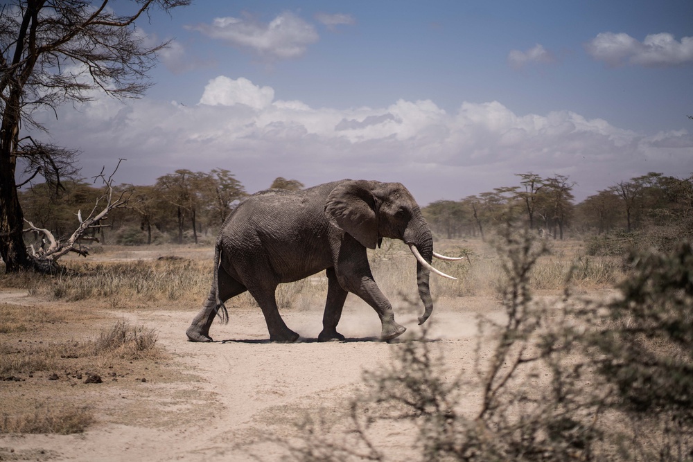 An elephant walking towards a nearby river in Kimana Sanctuary (AFP via Getty Images)