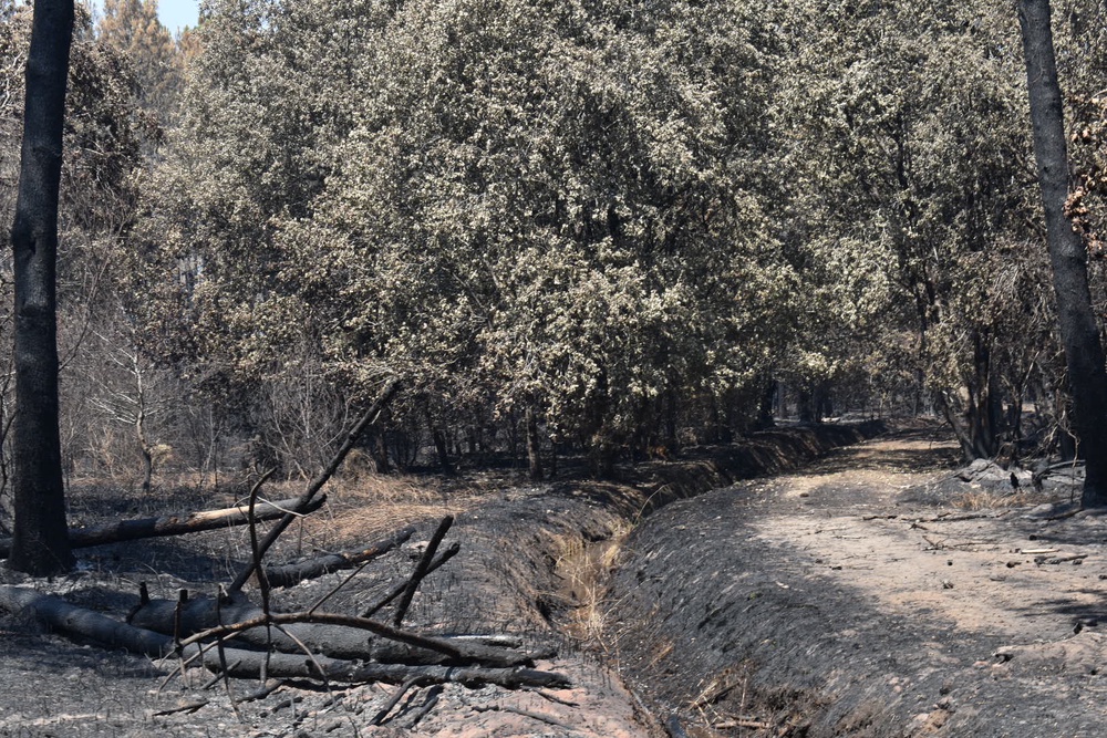 Little remains of the verdant forests surrounding Lacanau (James Reynolds/The Independent)