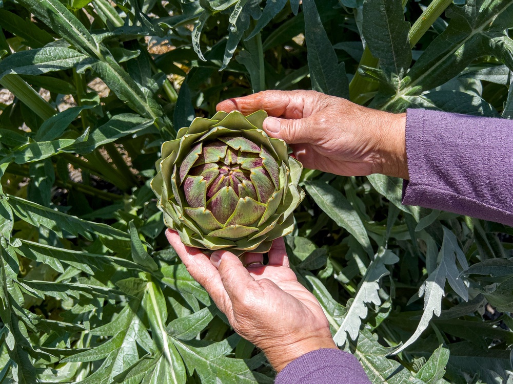 Globe artichokes are a great perennial vegetable to grow in your garden or allotment. (Getty Images)