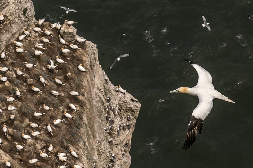 Gannets nest on cliffs above the sea (PA) (PA Archive)