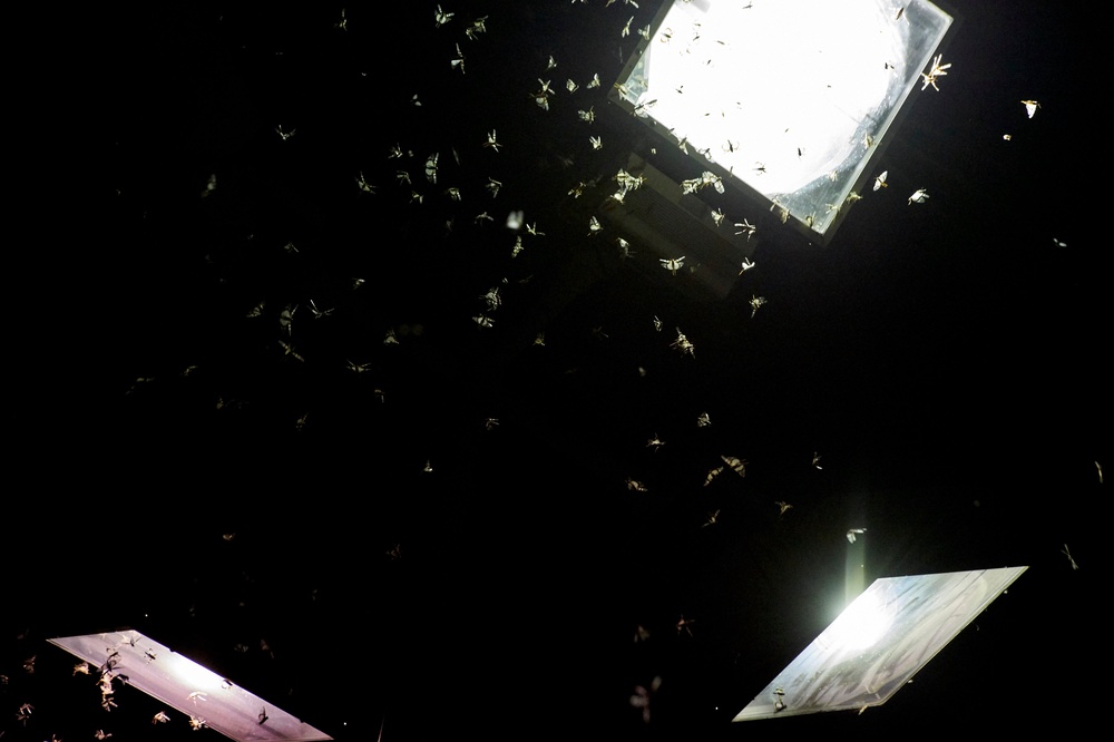 Grasshoppers swarm a light (AFP via Getty Images)