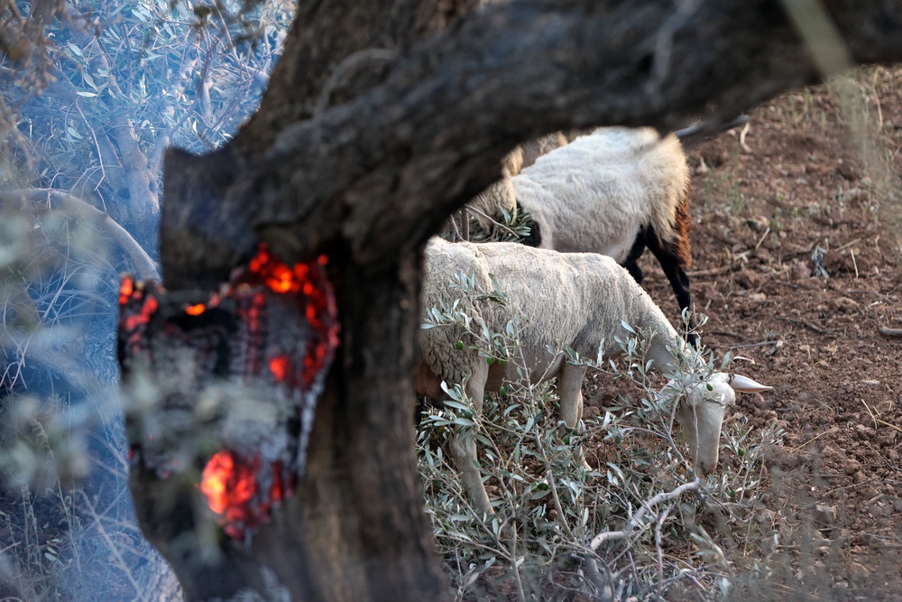 Sheep graze next to a fire in the village of Krya Vrysi (Reuters)