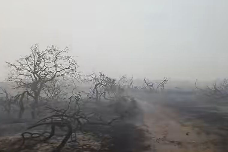 Trees are left bare following the blaze (Suffolk Fire and Rescue Service)