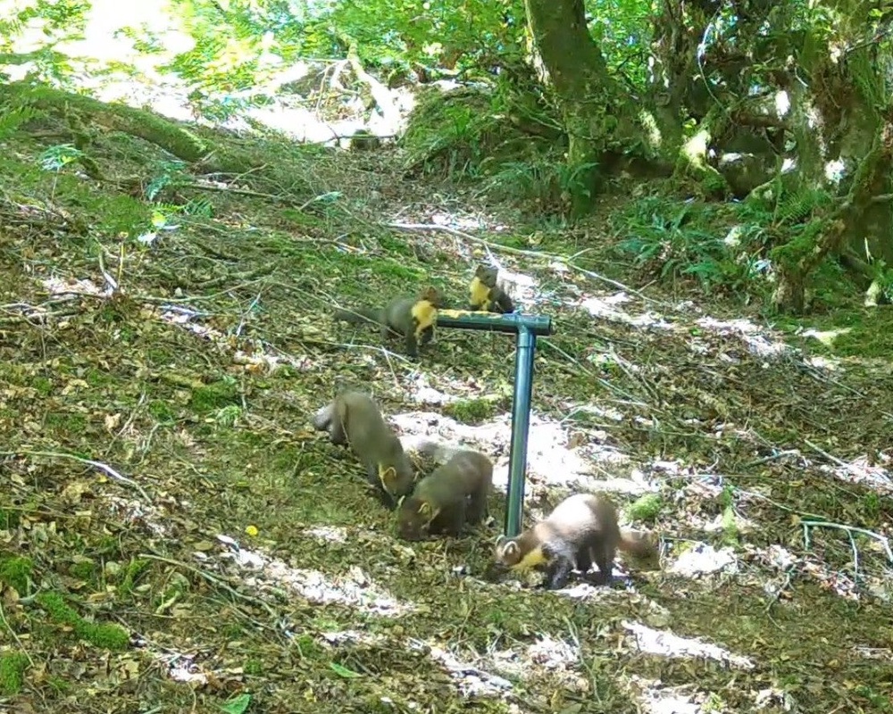 The footage is the first evidence pine martens are breeding successfully in Exmoor (Two Moors Pine Marten Project/PA)