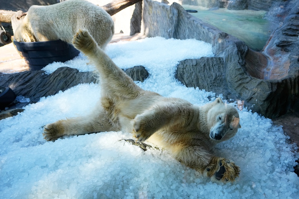 Polar bears, who were born in Nuremberg, Germany, 16 years ago and have adapted to the European climate, enjoy the ice in their enclosure (AP Photo/Petr David Josek)