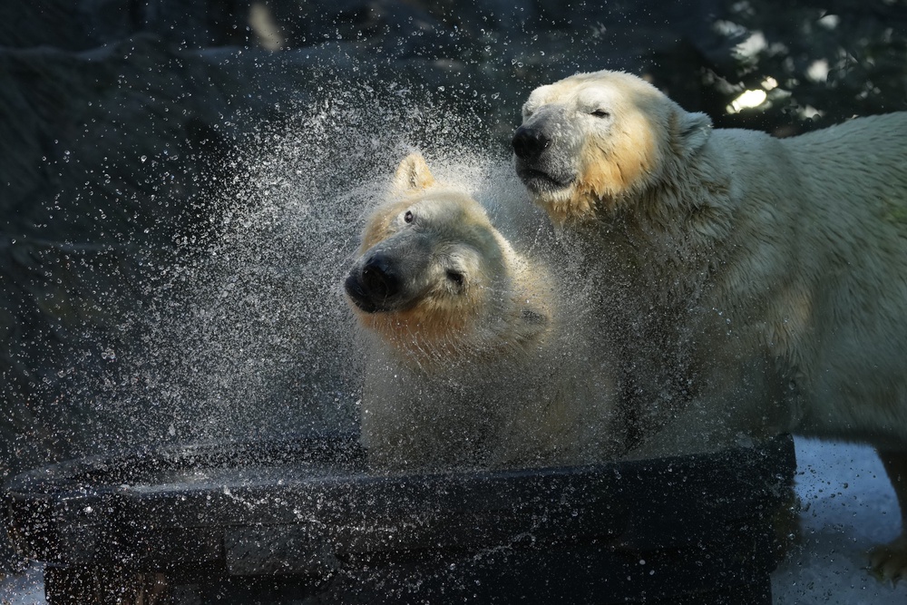 Other animals that have benefited from the provision of ice to keep cool in previous years include otters, elephants and parrots (AP Photo/Petr David Josek)