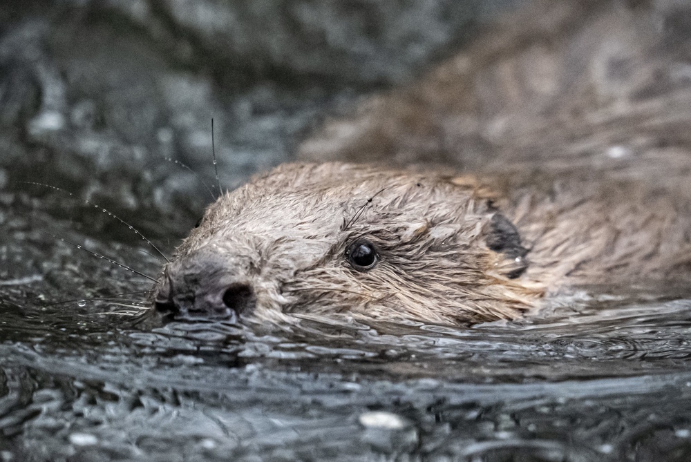 Beavers are now living wild in a number of river catchments in Britain (Ben Birchall/PA) (PA Wire)