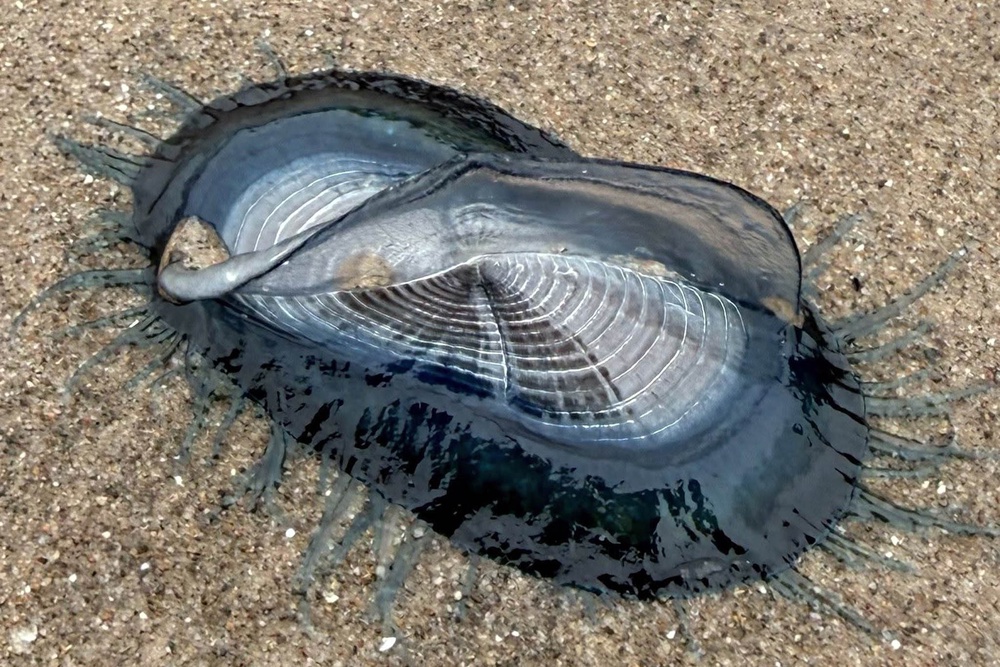 Each by-the-wind sailor is a colony of polyps with different functions (Louise Nicholson)