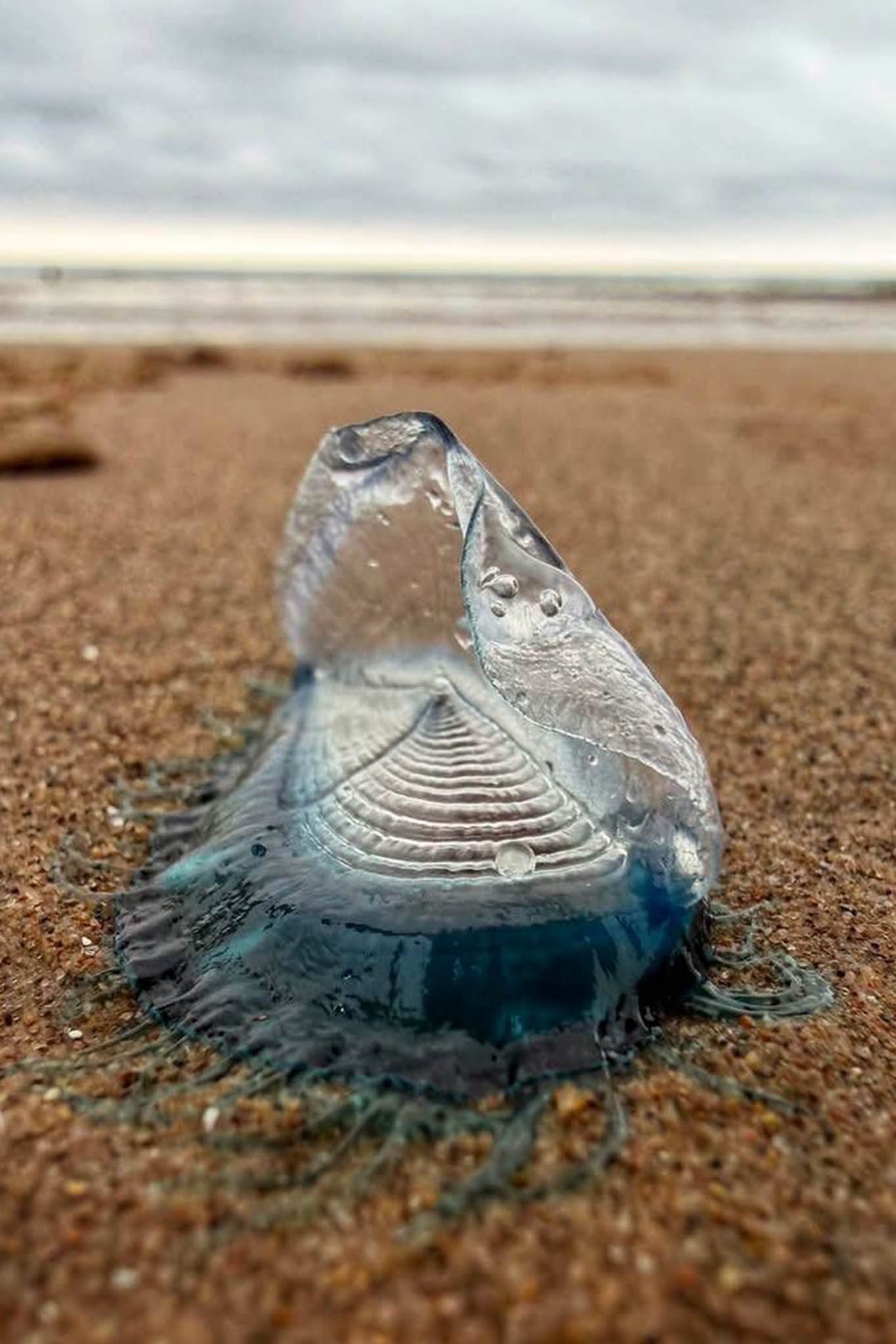 By-the-wind sailors may wash ashore in their hundreds or even thousands after stormy winter weather (Louise Nicholson)