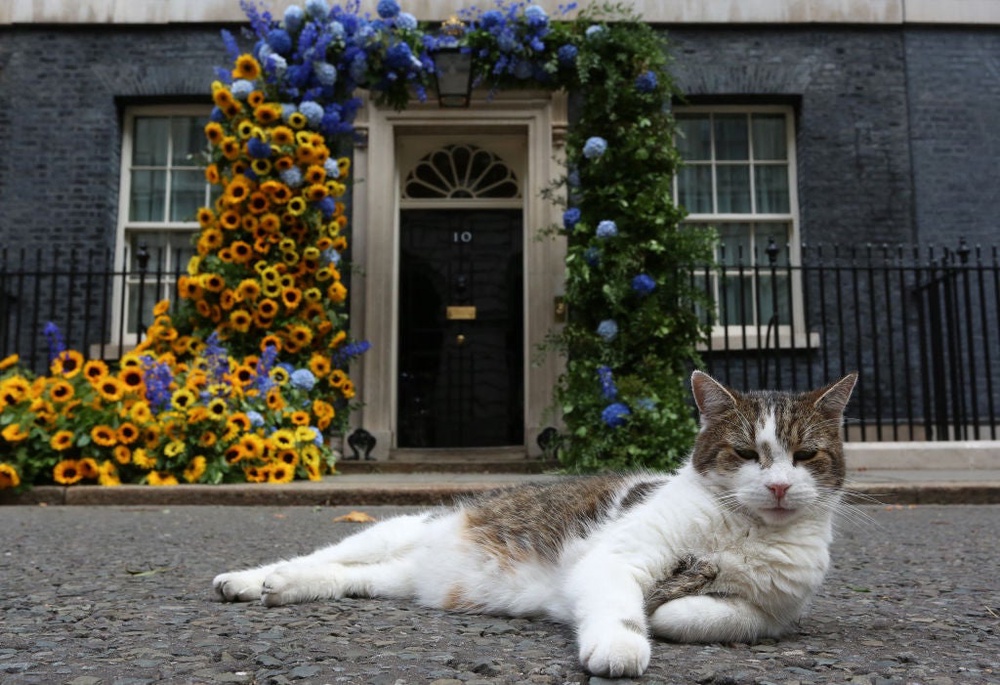 A fake review was also uploaded to the site describing the stay as ‘exceptional’ and making a reference to how enjoyable it was ‘hanging out with Larry The Cat’, Which? said (AFP via Getty Images)