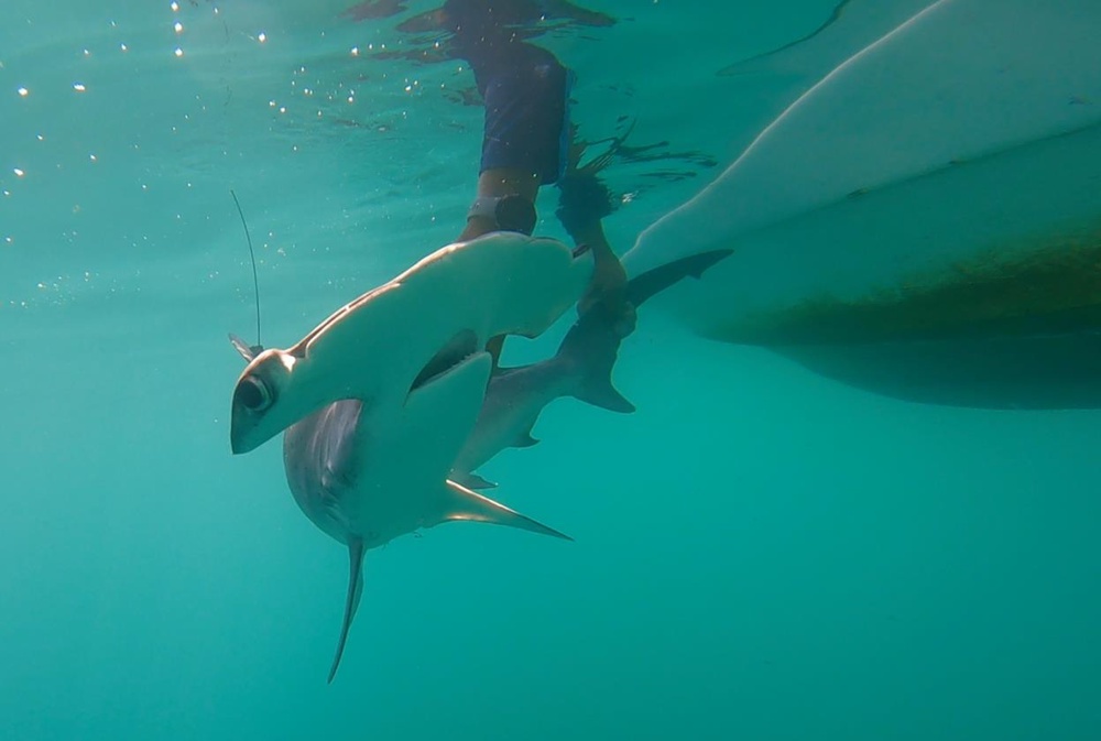 Researchers from Texas A&M University at Galveston is studying the ecology and conservation needs of the smooth hammerhead shark (Texas A&M University at Galveston)