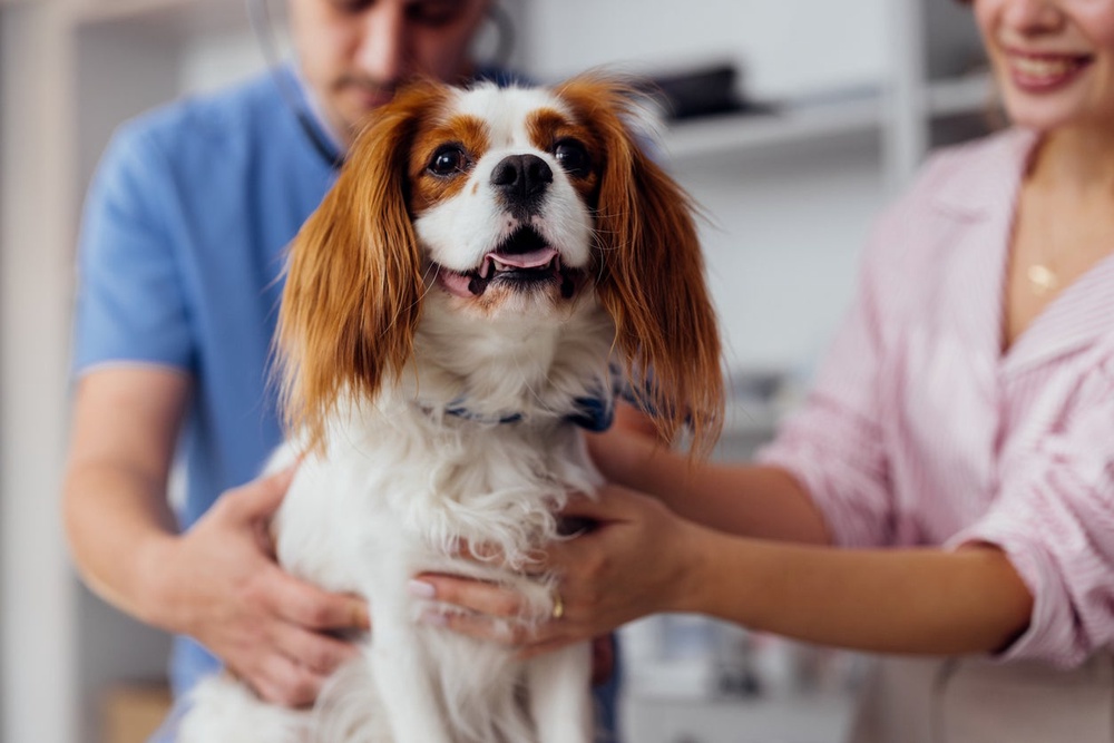 Vets have to be ‘the first port of call’ for animal medicines (Getty/iStock)