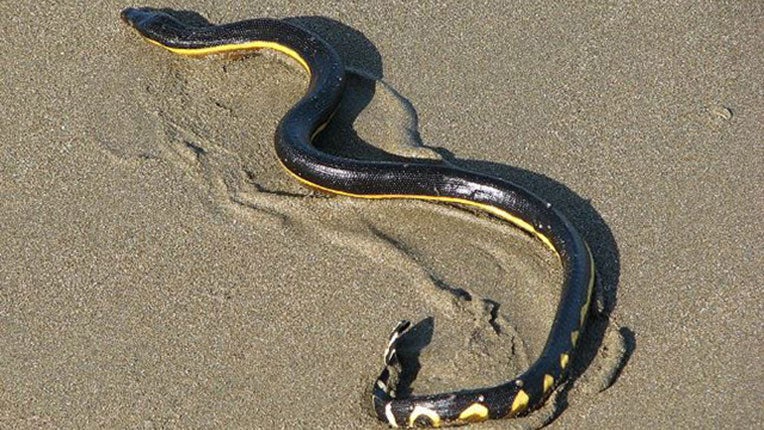 A yellow-bellied sea snake has a bite that can be deadly. The snakes swim in tropical waters (Aloaiza - /CC BY 3.0/Wikimedia Commons)